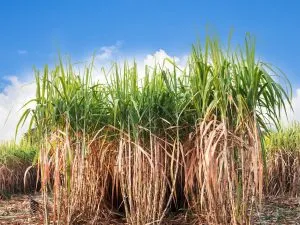 Sugarcane