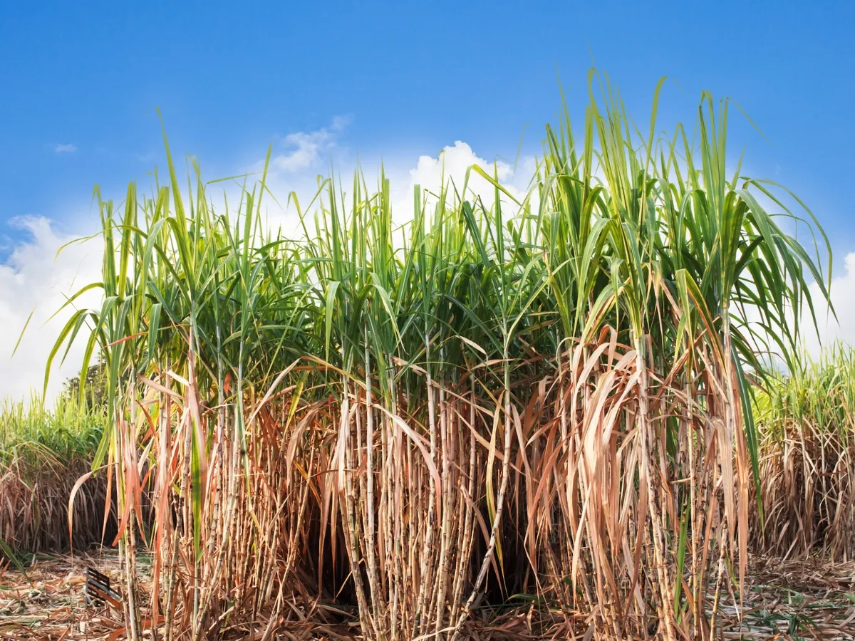Sugarcane