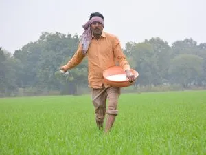 fertilizer