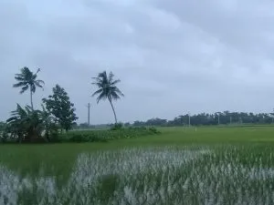 Rain