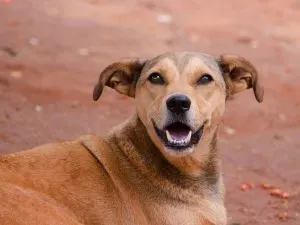 stray dogs