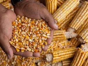 Maize
