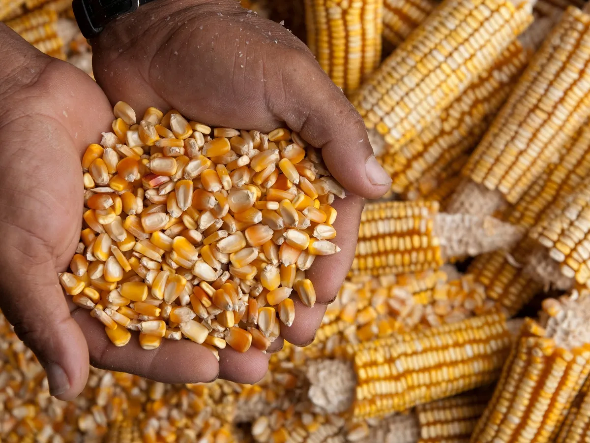 Maize
