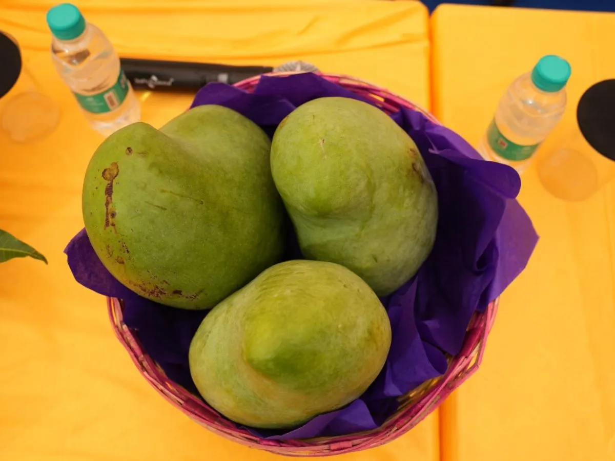 Noorjahan Mango