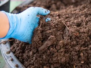 Organic Fertilizer
