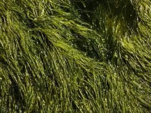 Spirulina