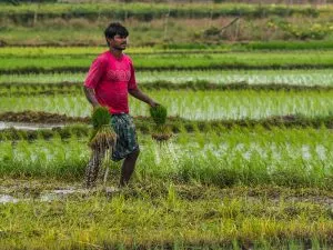 Paddy Field