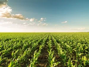 maize farm