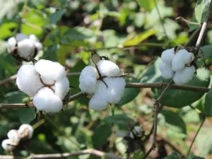 Cotton farm
