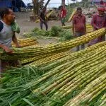 Sugarcane