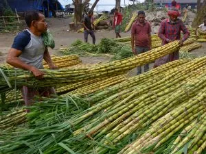 Sugarcane